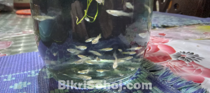 Aquarium fish,  Guppy fry, mix breed